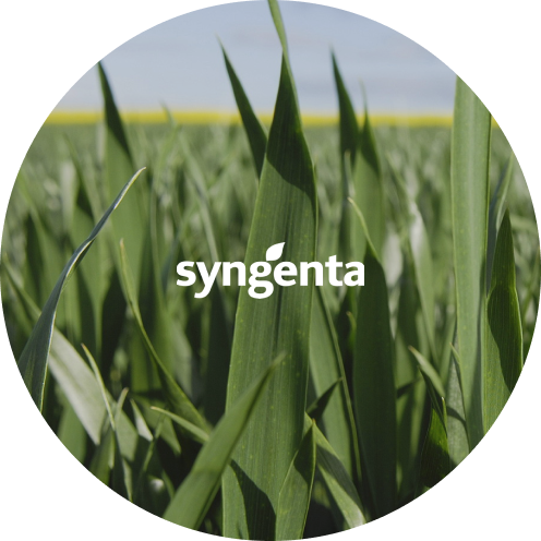 «Syngenta»